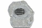 Detailed Gerastos Trilobite Fossil - Morocco #363963-2